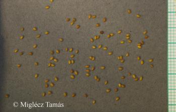 Trifolium campestre Schreb. 2.Image