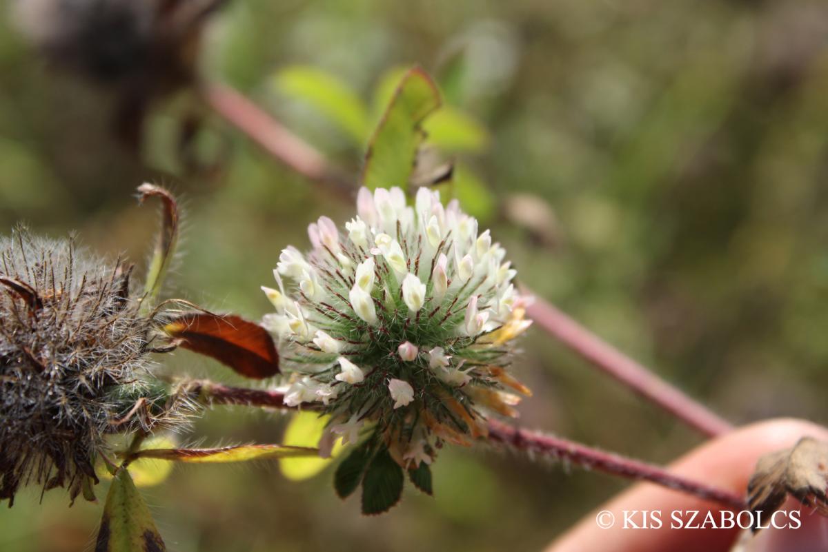 Trifolium diffusum Ehrh.