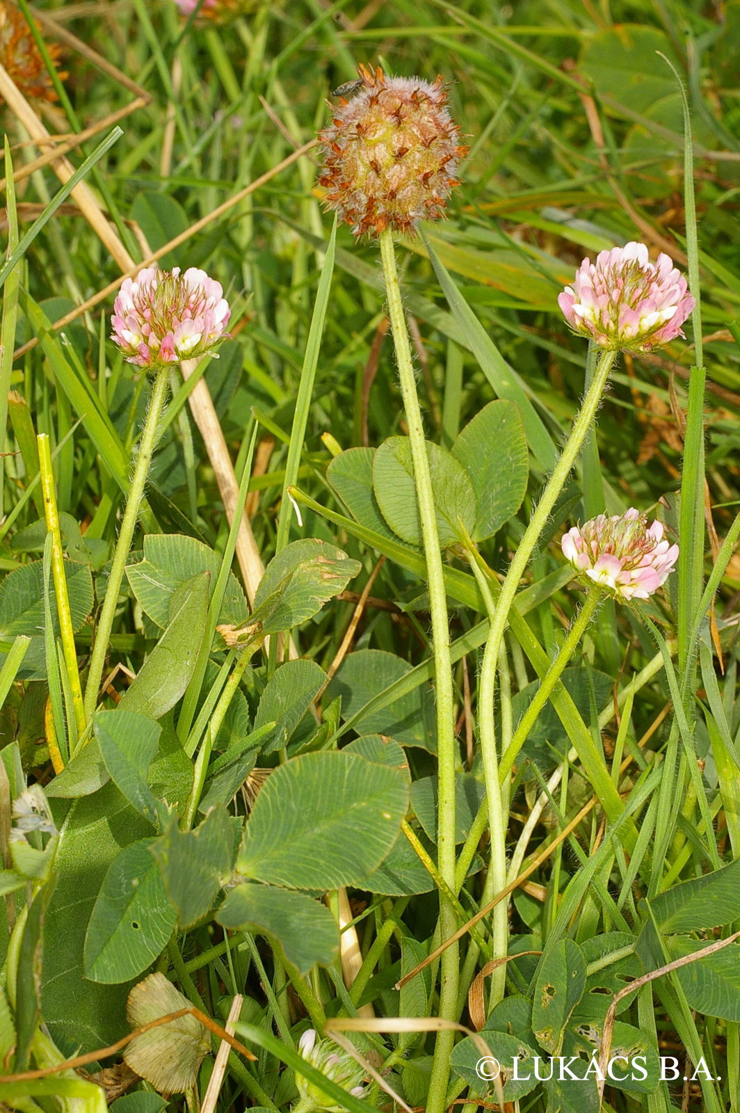 Trifolium fragiferum L.