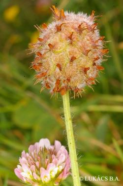 Trifolium fragiferum L. 2.Image