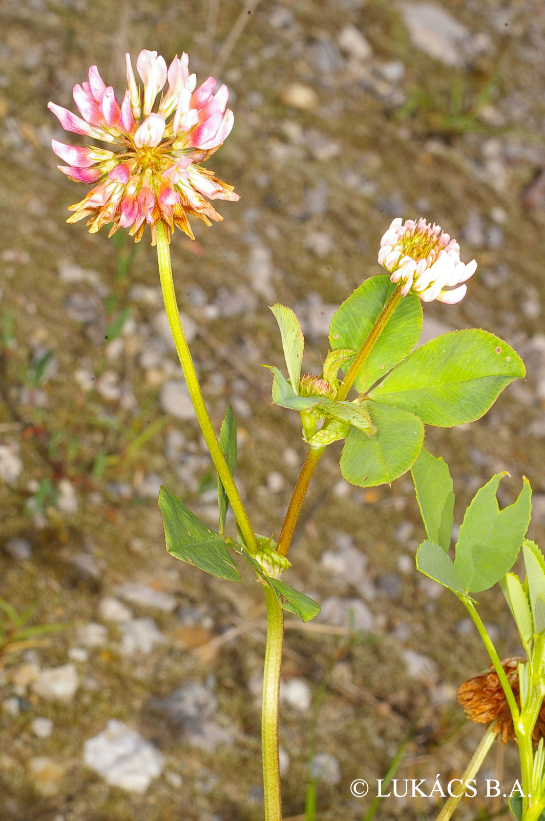 Trifolium hybridum L.