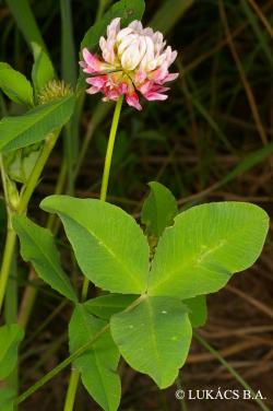 Trifolium hybridum L. 2.Image