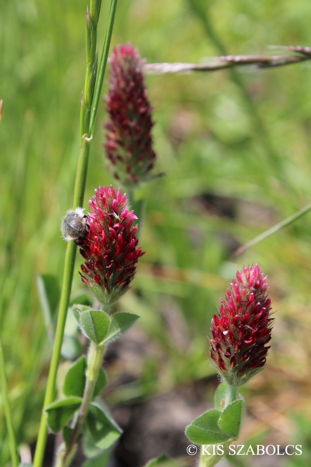 Trifolium incarnatum L.