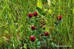 Trifolium incarnatum L. 2.Image