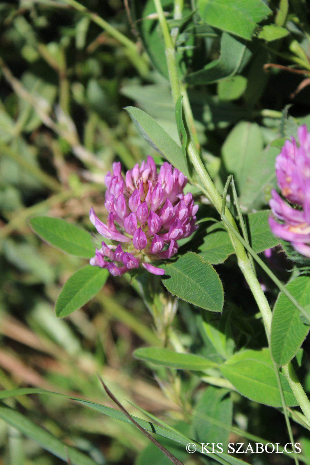 Trifolium medium L.