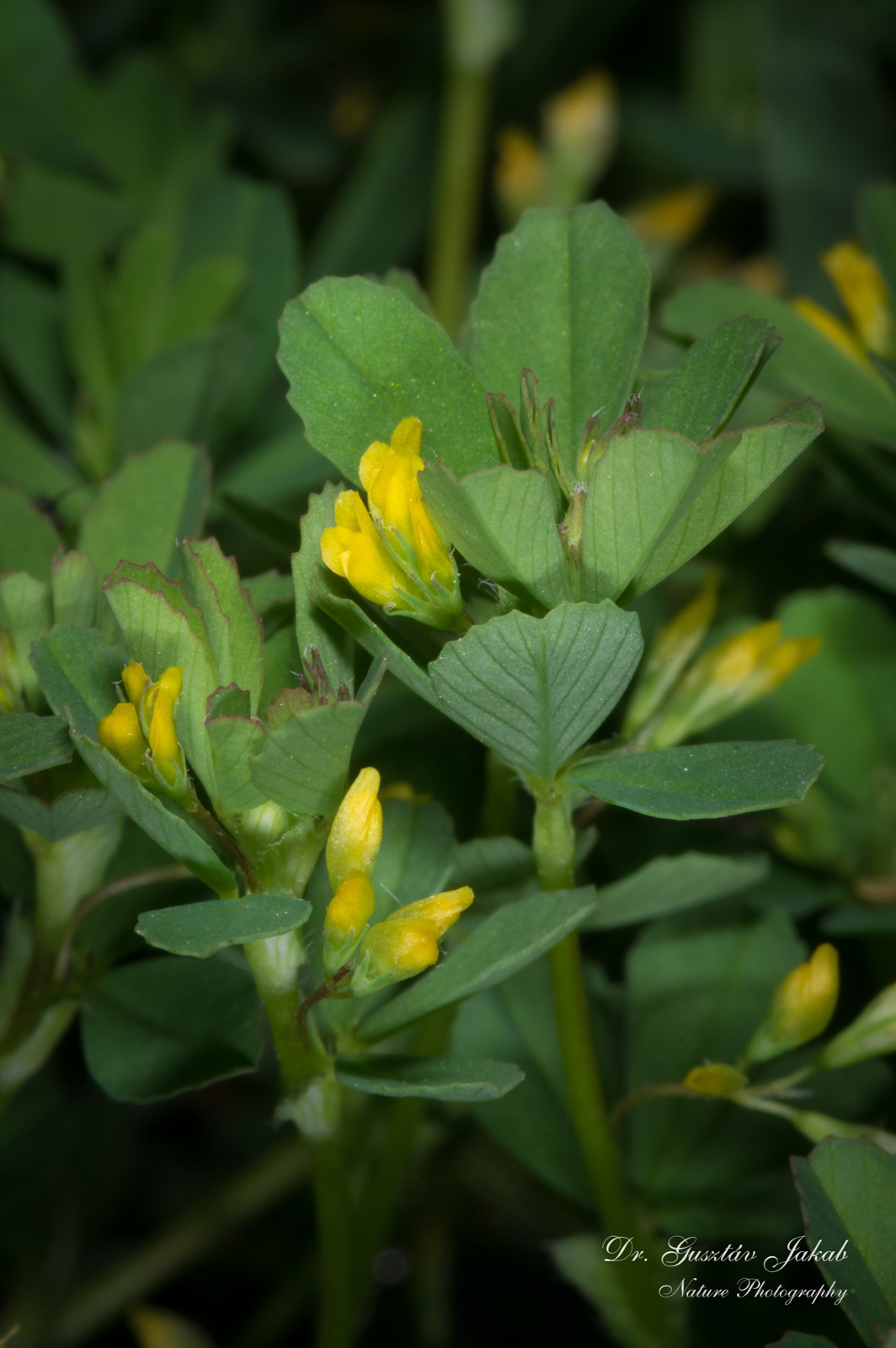 Trifolium micranthum Viv.