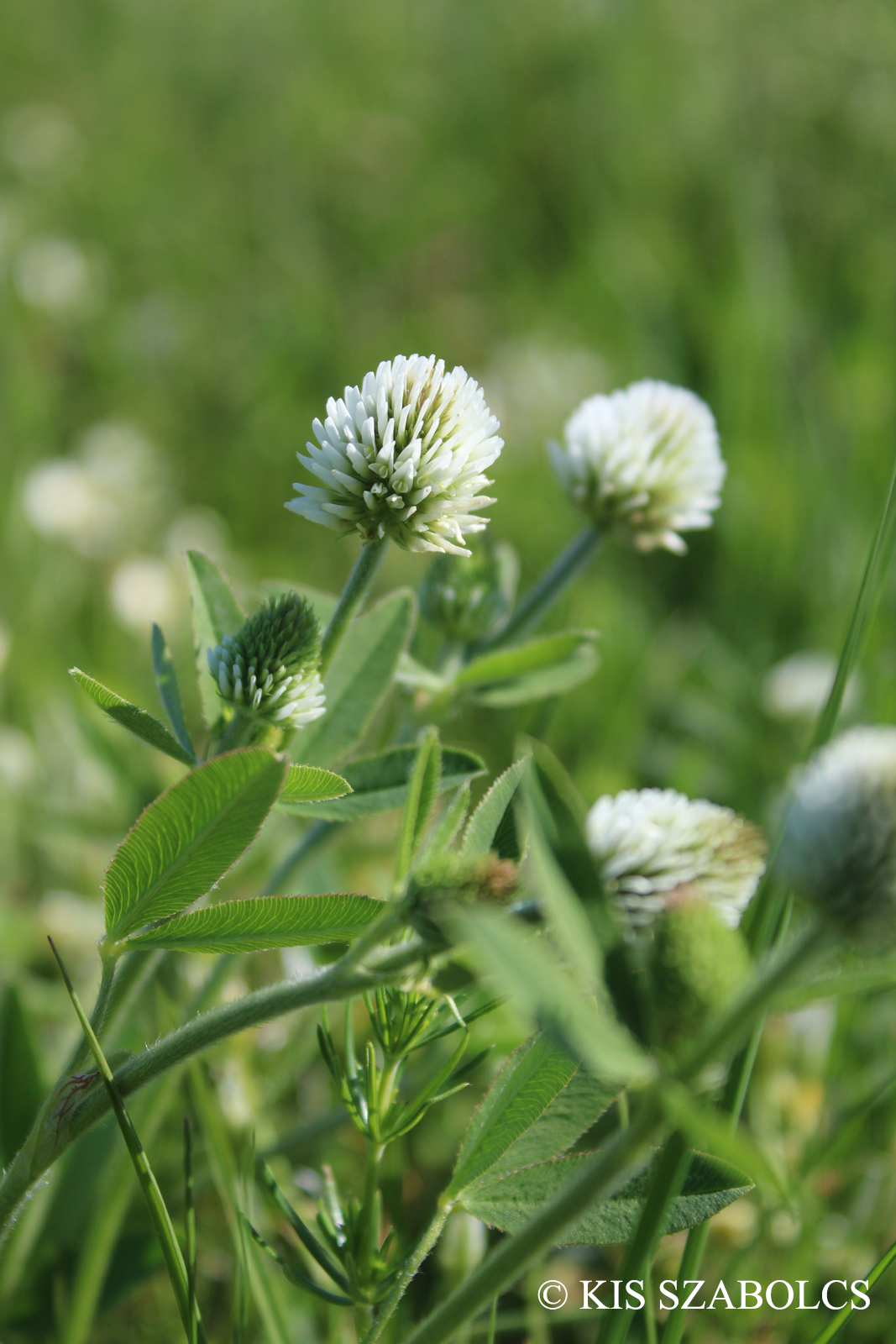 Trifolium montanum L.