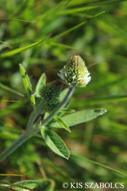 Trifolium montanum L. 2.Image