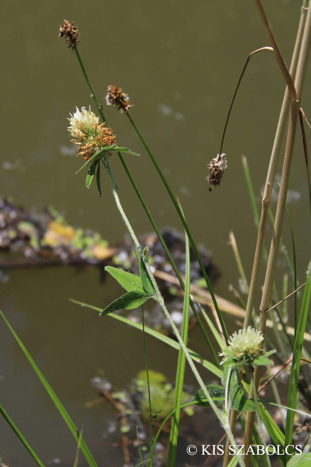 Trifolium ochroleucon Huds.