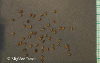 Trifolium ochroleucon Huds. 2.Image