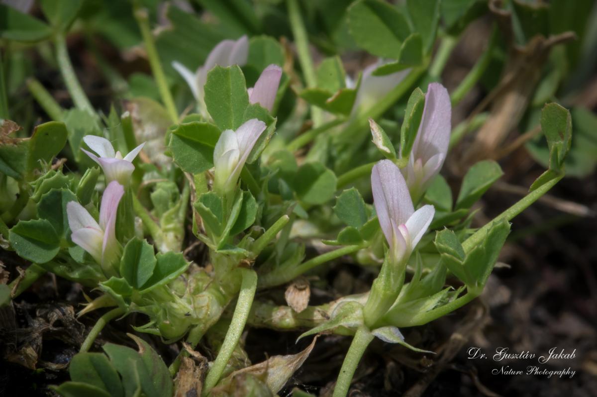 Trifolium ornithopodioides (L.) Sm.