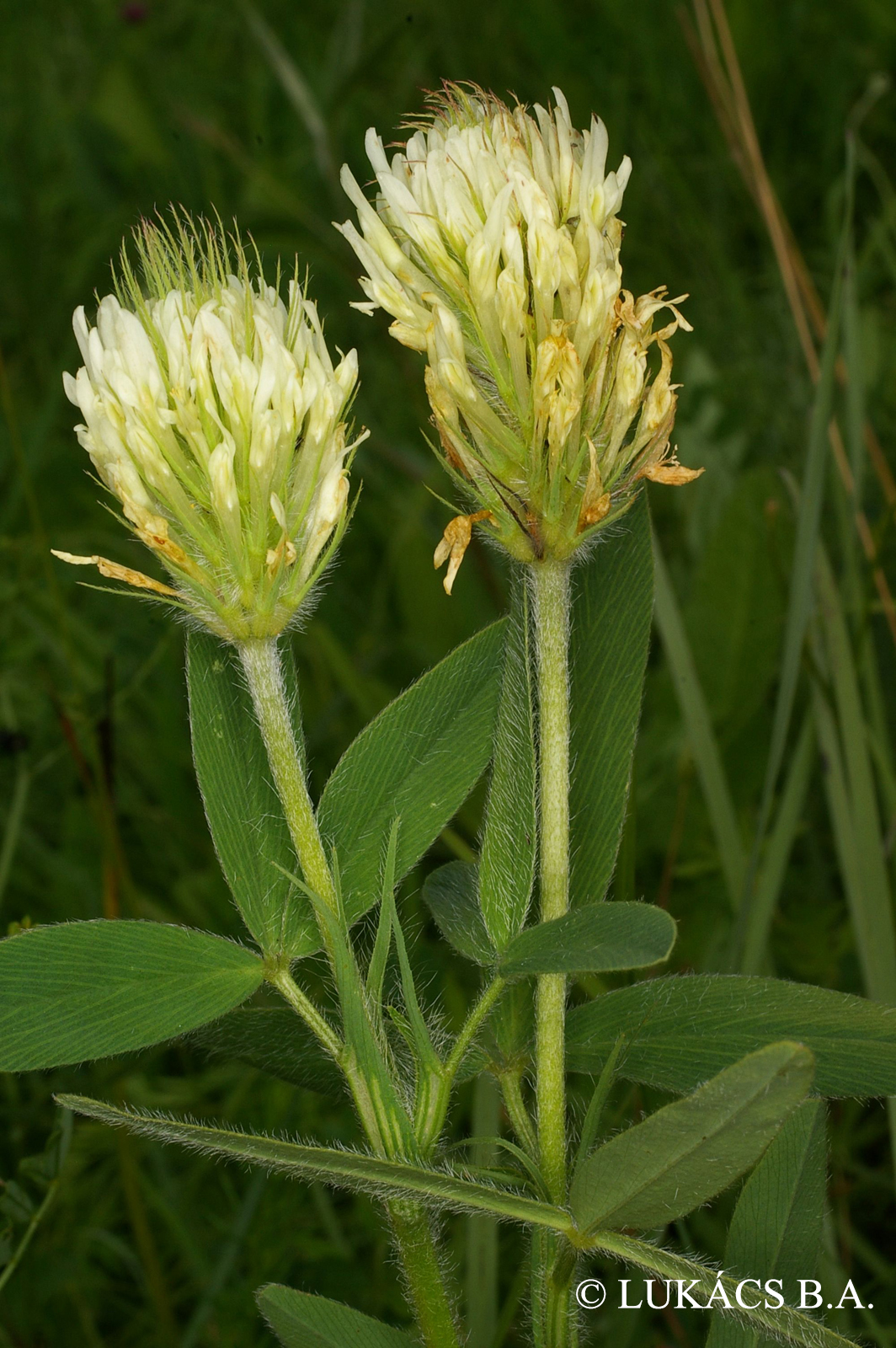 Trifolium pannonicum Jacq.