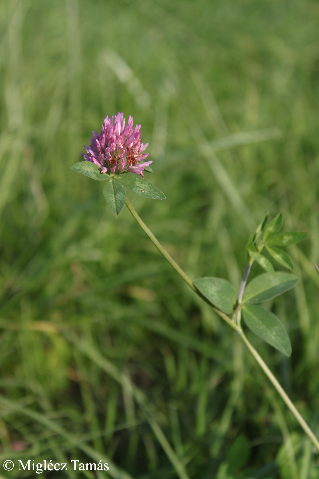 Trifolium pratense L.
