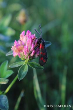 Trifolium pratense L. 2.Image