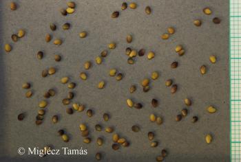 Trifolium pratense L. 3.Image