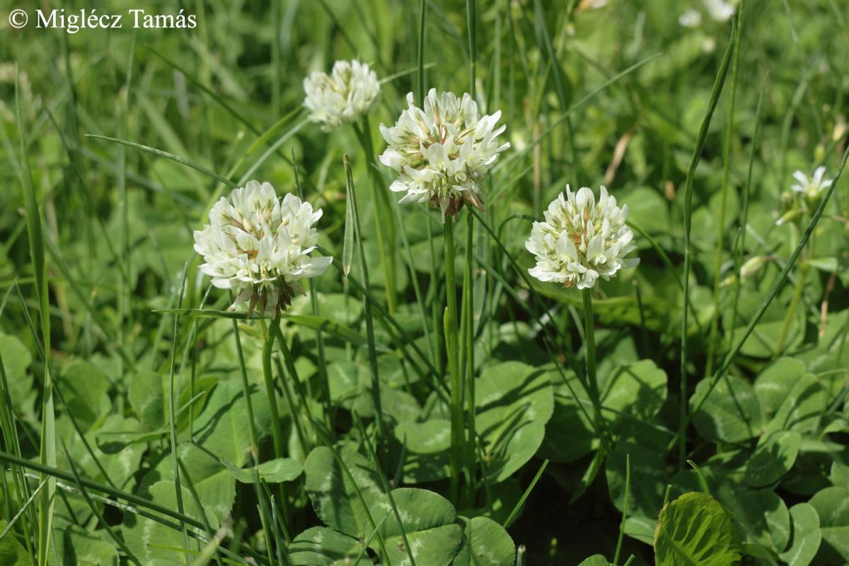 Trifolium repens L.