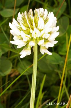 Trifolium repens L. 2.Image