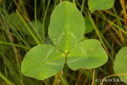 Trifolium repens L. 3.Image