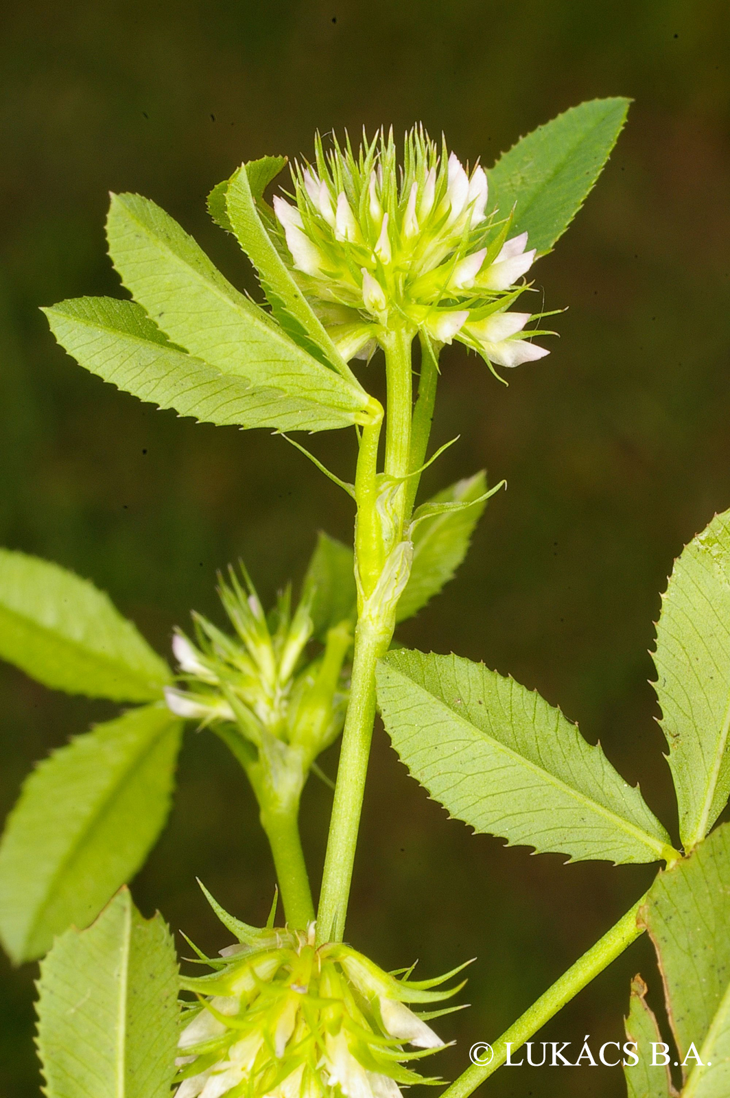 Trifolium retusum L.