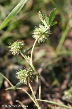 Trifolium retusum L. 2.Image
