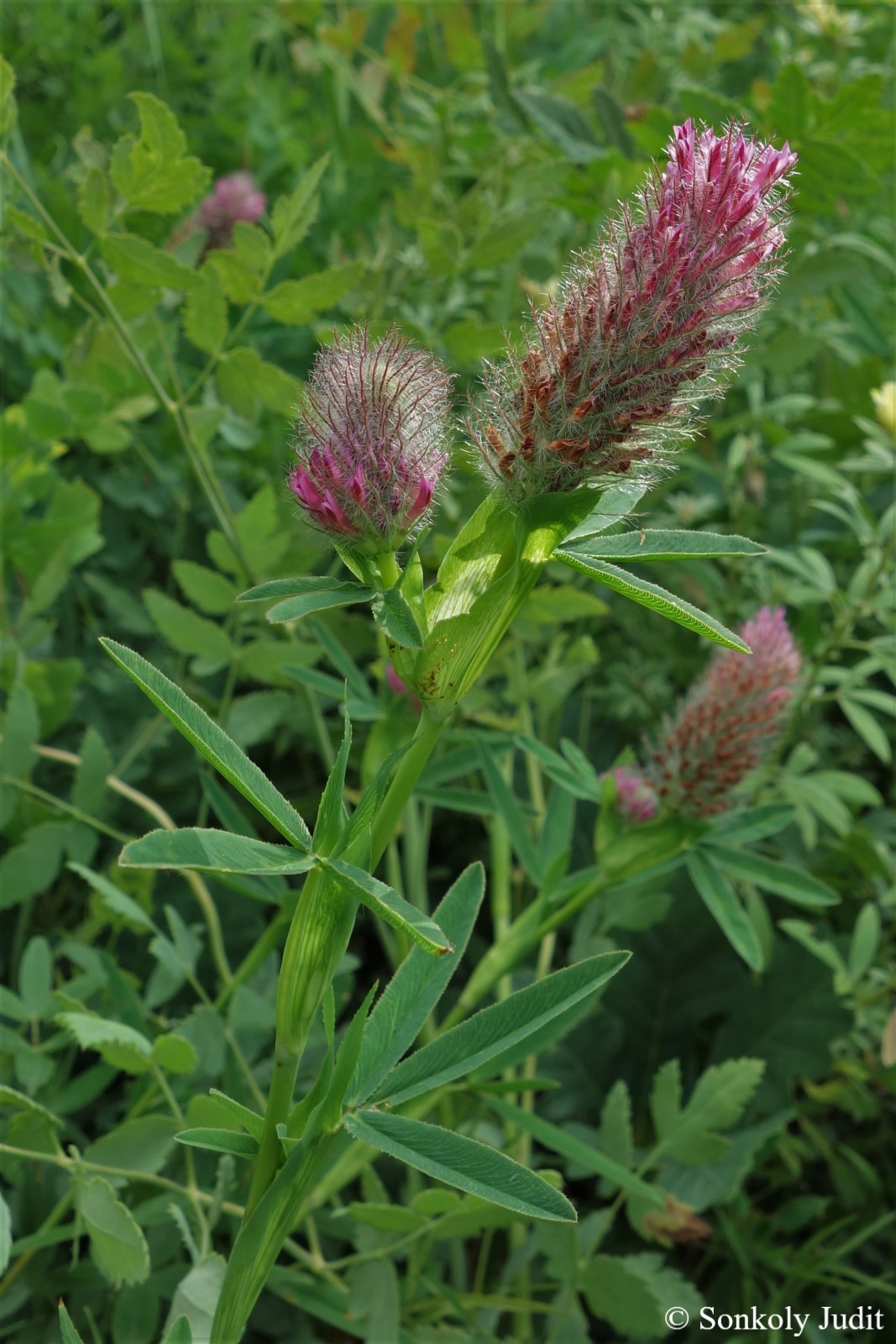 Trifolium rubens L.