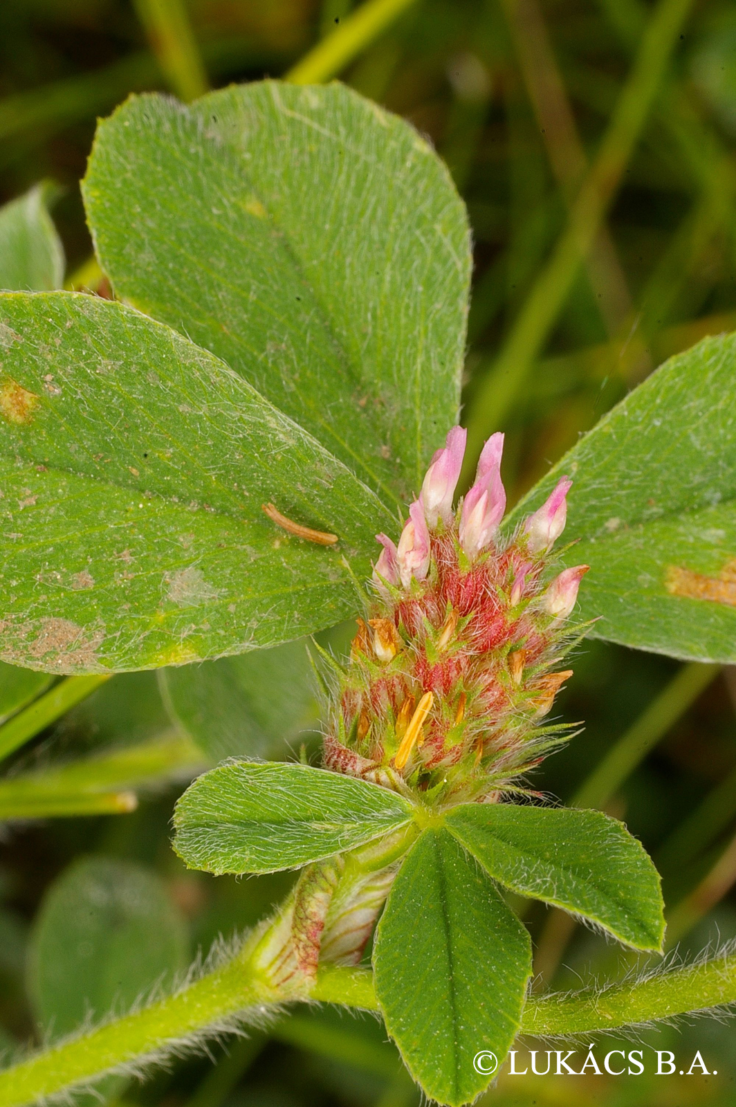 Trifolium striatum L.