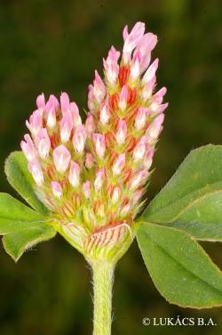 Trifolium striatum L. 2.Image