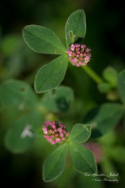 Trifolium striatum L. 3.Image