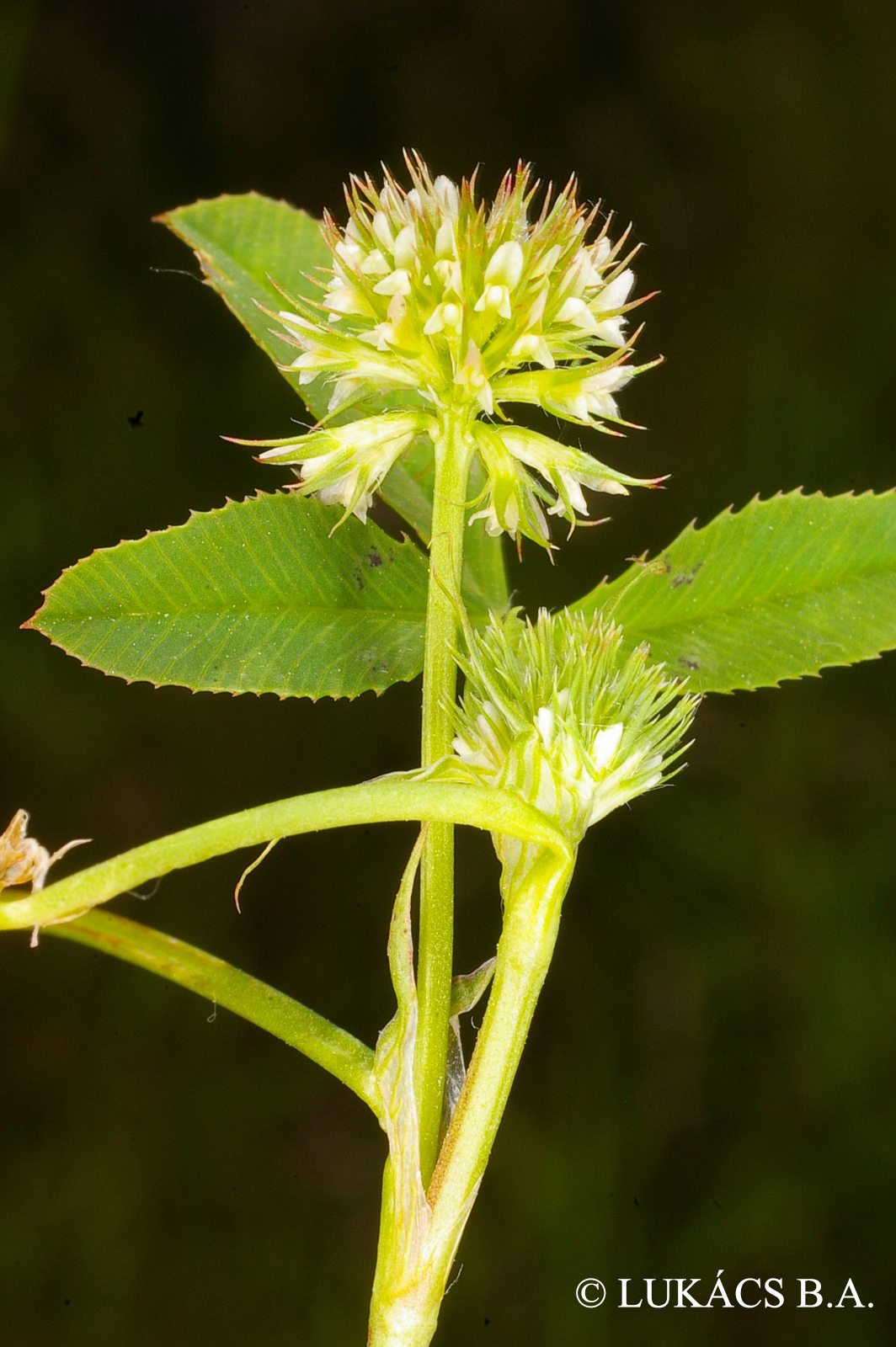 Trifolium strictum L.