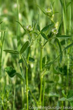 Trifolium strictum L. 2.Image