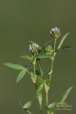 Trifolium strictum L. 3.Image