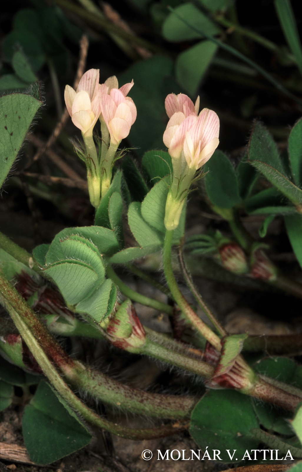 Trifolium subterraneum L.