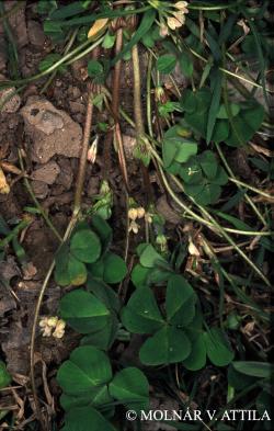 Trifolium subterraneum L. 2.Image