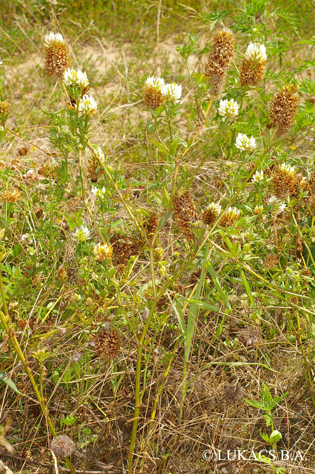 Trifolium vesiculosum Savi