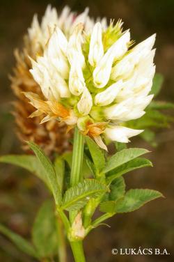 Trifolium vesiculosum Savi 2.Image