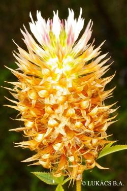 Trifolium vesiculosum Savi 3.Image