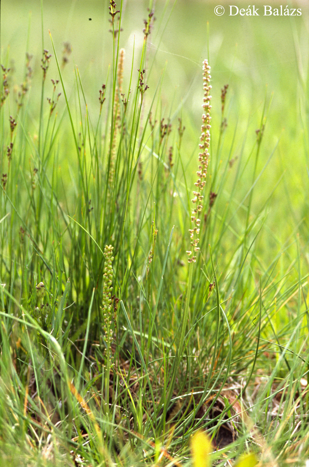 Triglochin maritimum L.