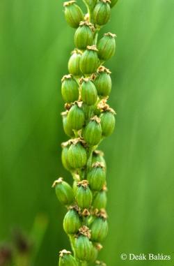 Triglochin maritimum L. 2.Image