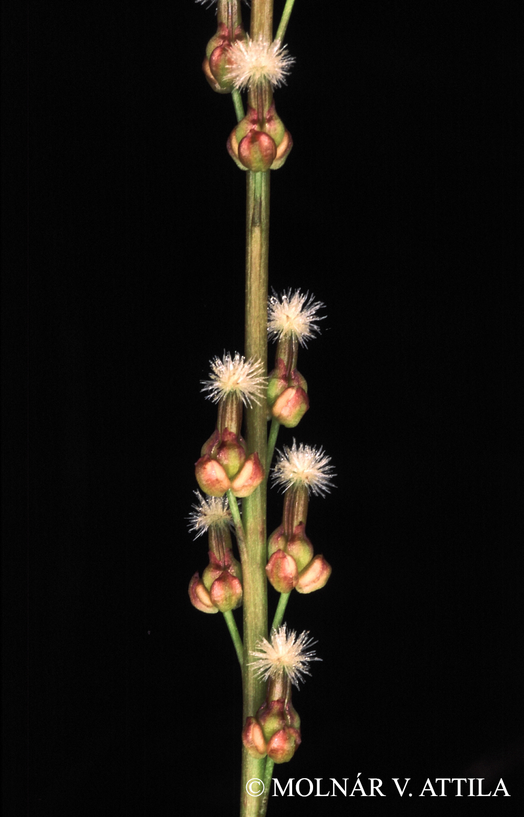 Triglochin palustris L.