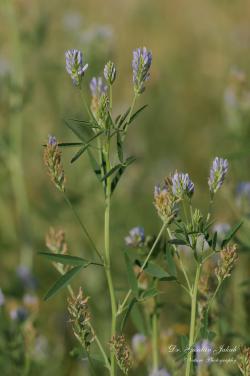 Trigonella procumbens (Besser) Rchb. 2.Image