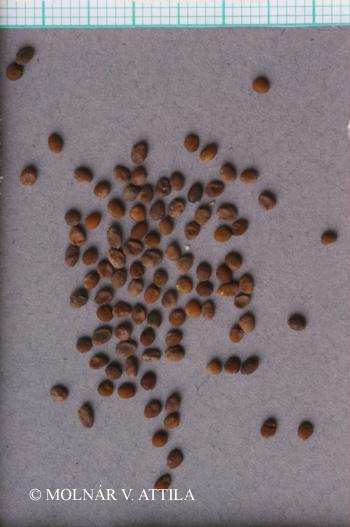 Trigonella procumbens (Besser) Rchb. 3.Image