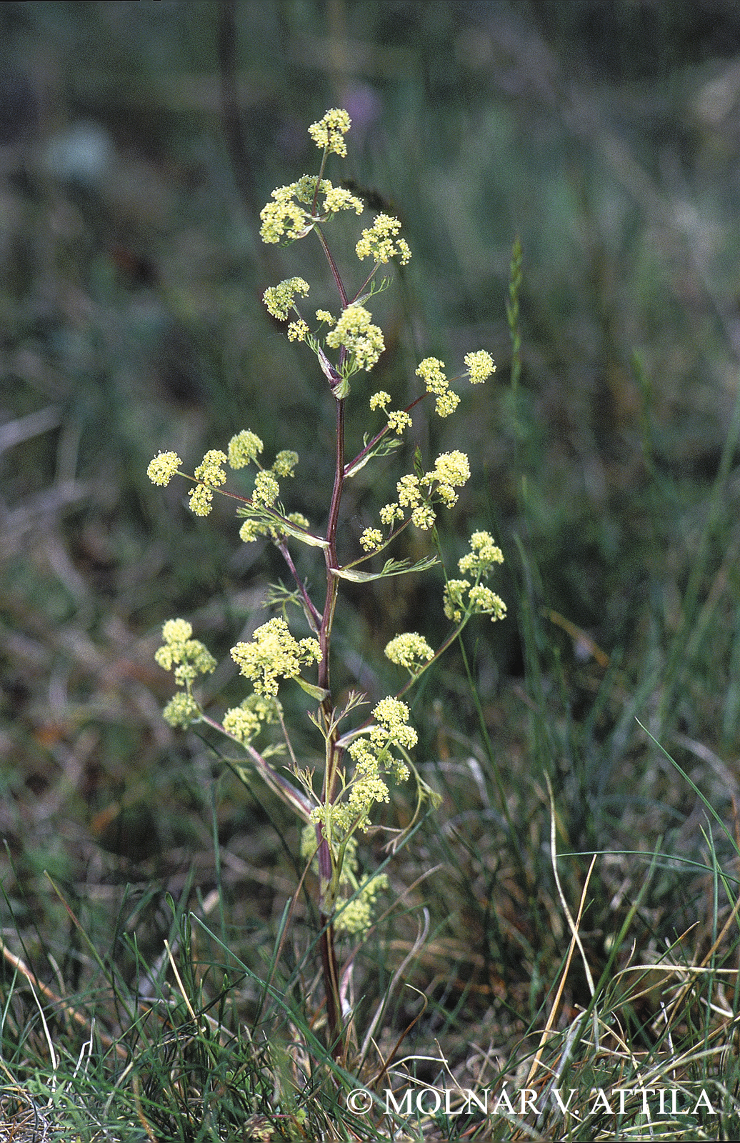 Trinia glauca (L.) Dumort.