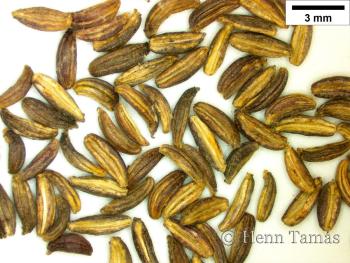 Trinia glauca (L.) Dumort. 2.Kép