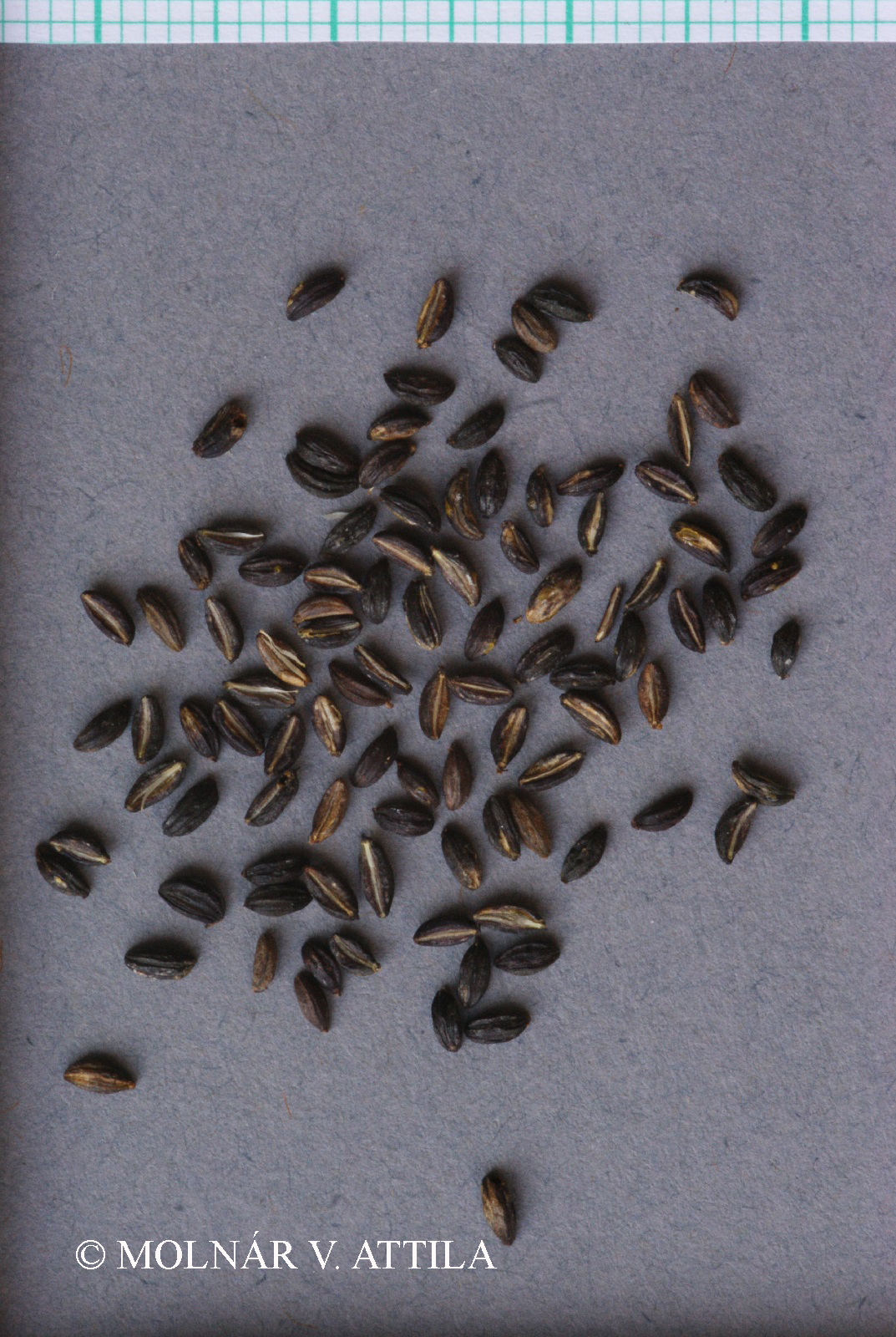 Trinia ramosissima (Fisch.) W.D.J. Koch