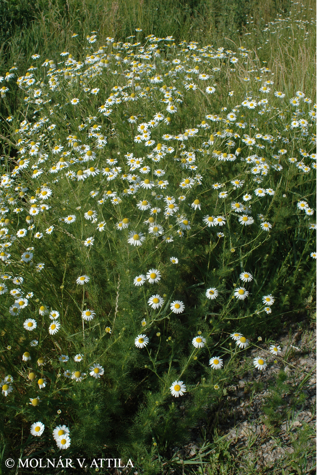 Tripleurospermum inodorum (L.) Schultz-Bip.