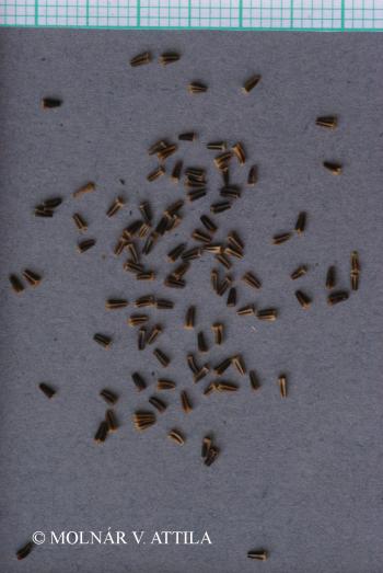 Tripleurospermum inodorum (L.) Schultz-Bip. 2.Kép