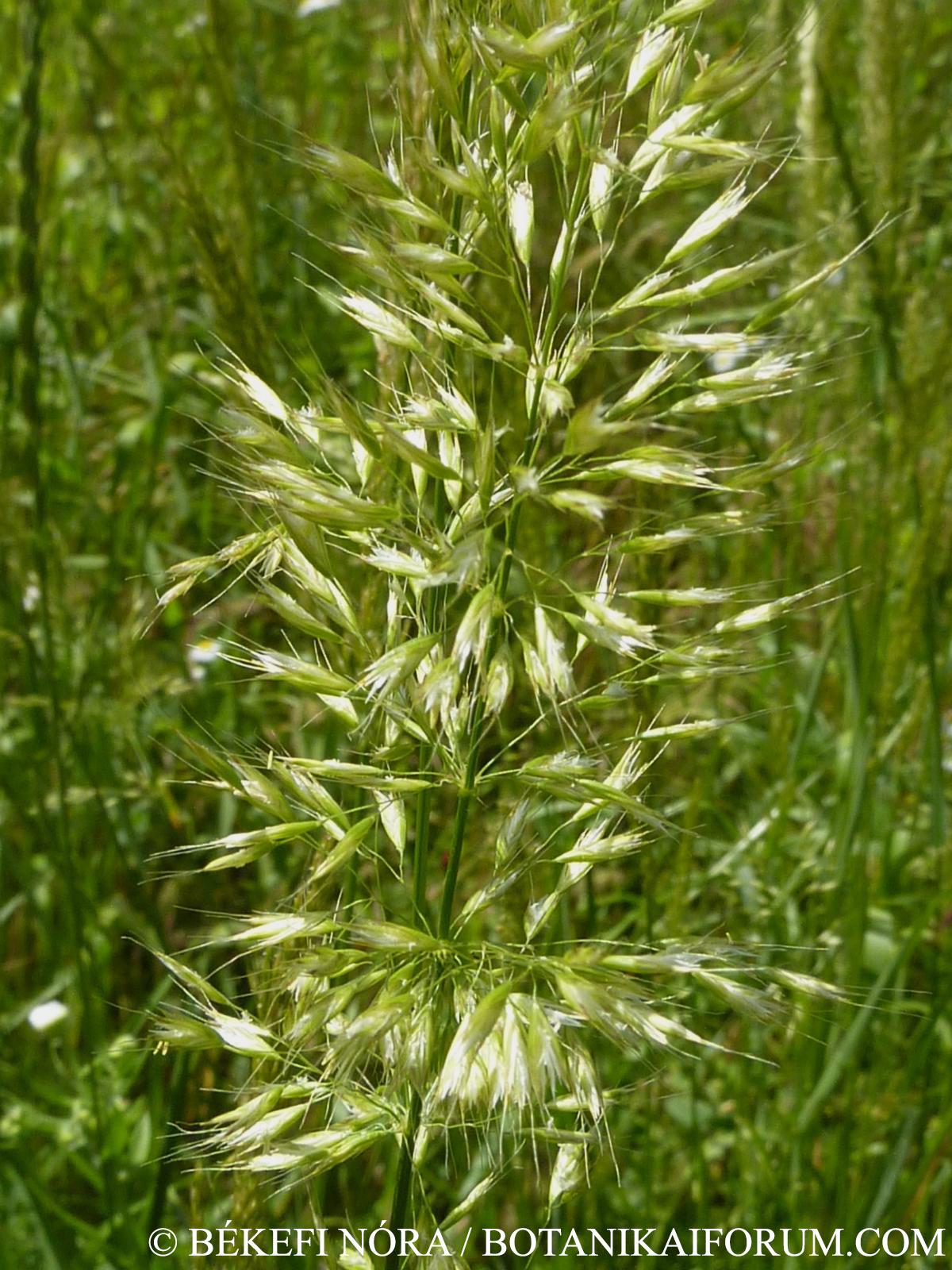 Trisetum flavescens (L.) Beauv.