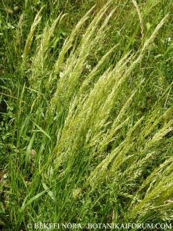 Trisetum flavescens (L.) Beauv. 2.Image