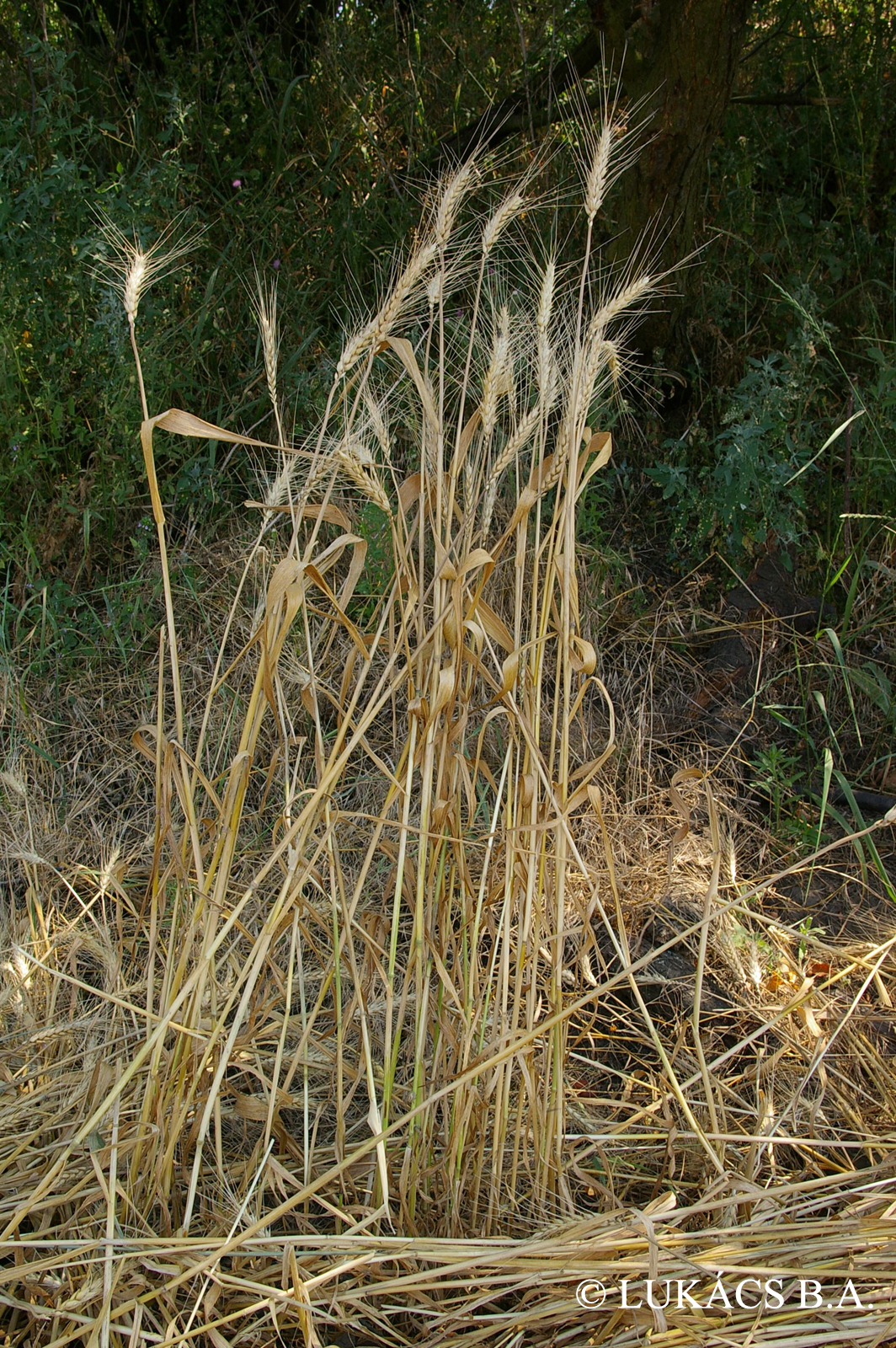 Triticum aestivum L.