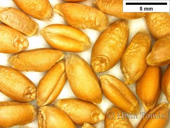 Triticum aestivum L. 2.Image